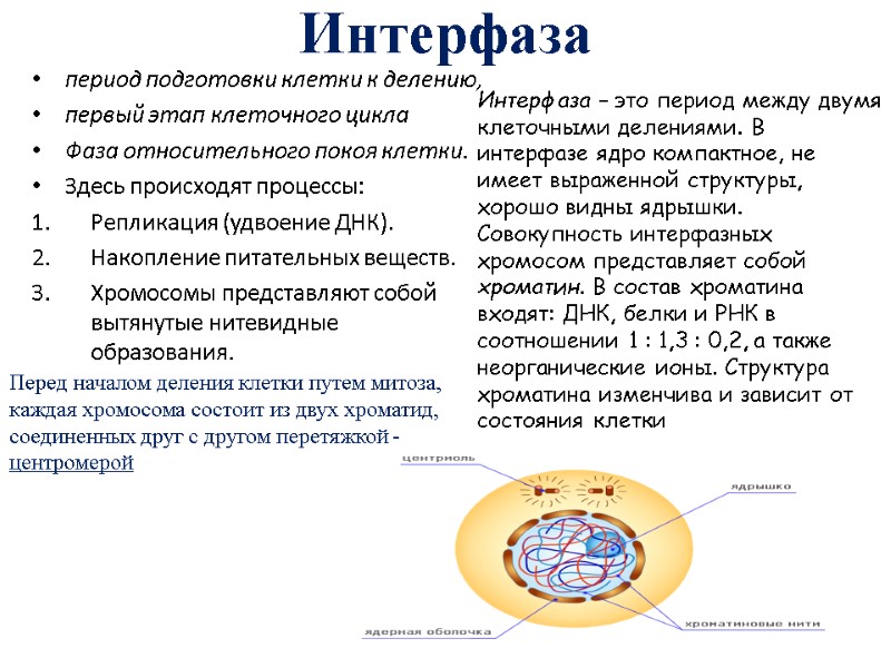 Интерфаза период подготовки клетки к делению, первый этап клеточного цикла Фаза относительного покоя клетки.